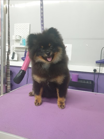Grooming Van Image