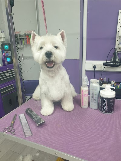 Pawfect Style Dog Grooming Academy