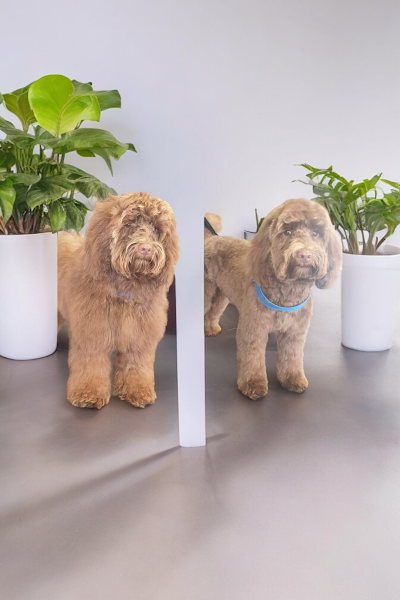 Grooming Van Image