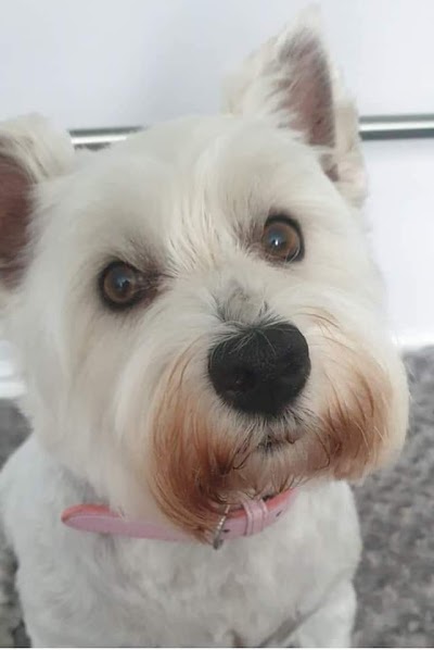 Grooming Van Image