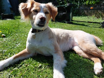 Grooming Van Image