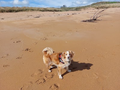Pawsome Dog groomimg