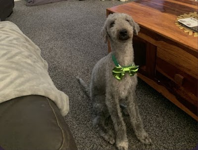 Grooming Van Image