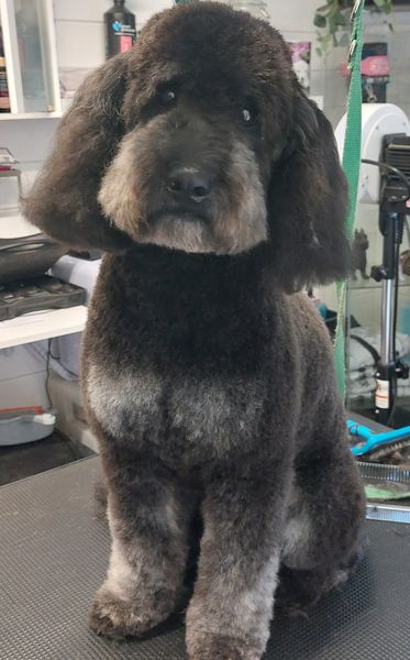 Grooming Van Image