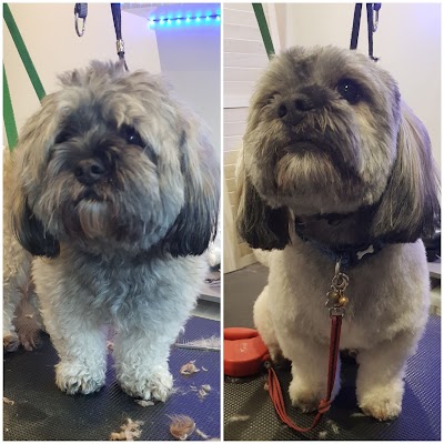 Grooming Van Image