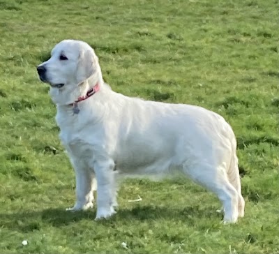 Perfect Pooch