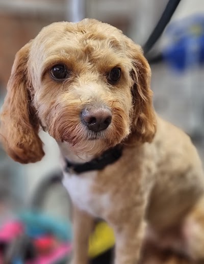Grooming Van Image