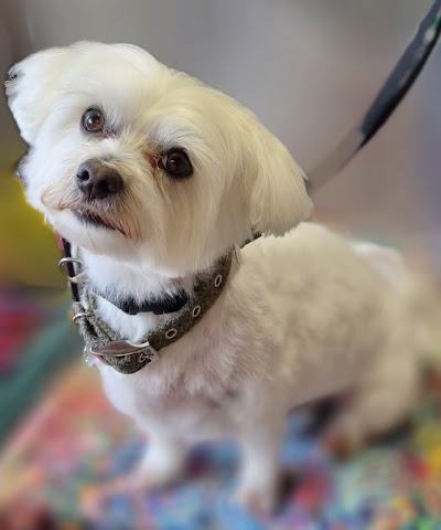 Grooming Van Image