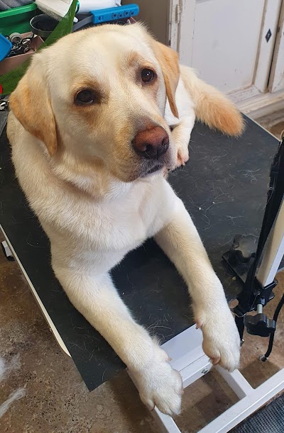 Grooming Van Image