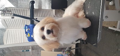 Grooming Van Image