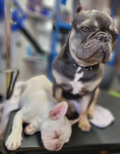Grooming Van Image