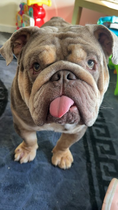 Grooming Van Image