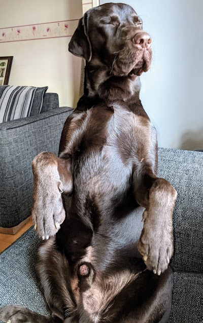 Pooch Pampering Co
