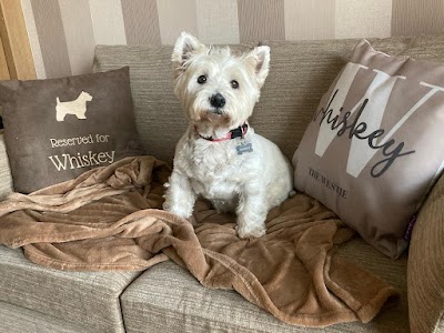 Posh Dogs