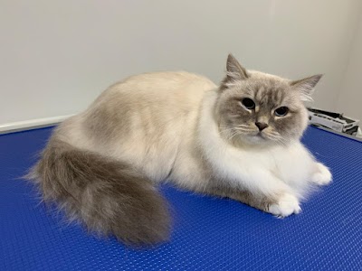 Grooming Van Image