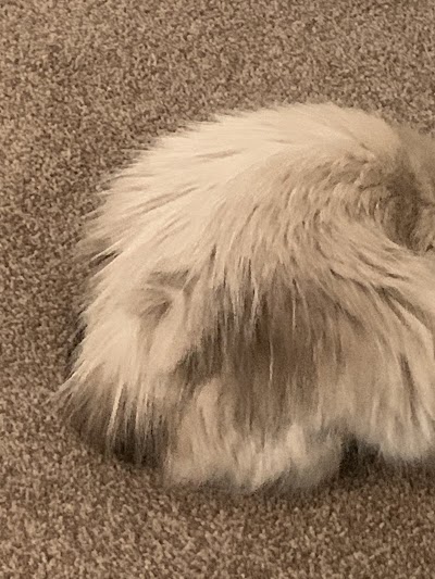 Grooming Van Image