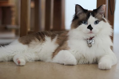 Purrs and Furr Cat Grooming