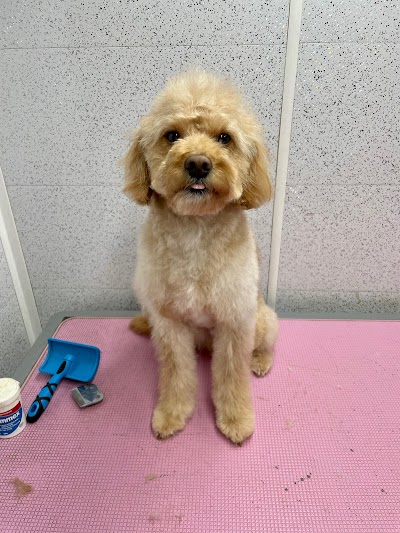 Grooming Van Image