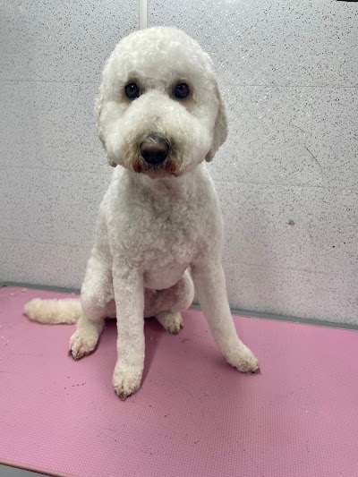 Grooming Van Image