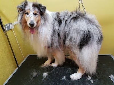 Grooming Van Image