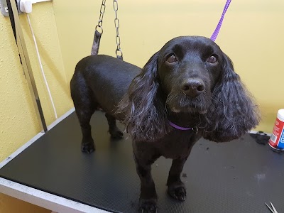 Grooming Van Image