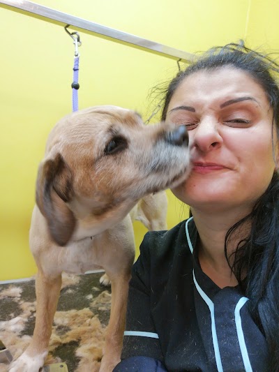 Grooming Van Image