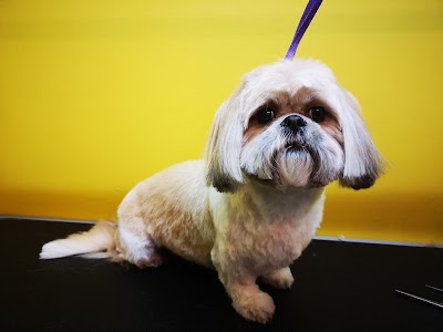 Saltwell Bark Dog Groomers