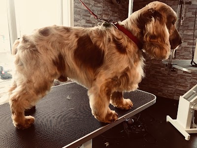 Grooming Van Image
