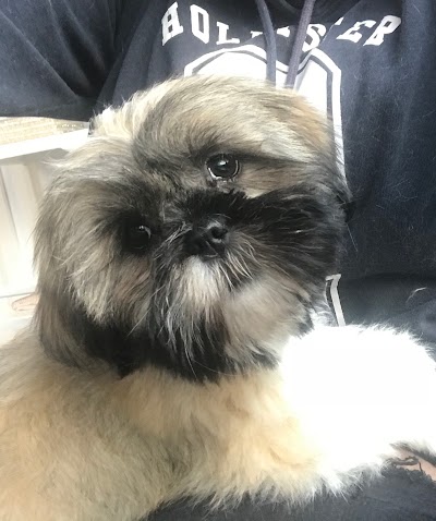 Grooming Van Image