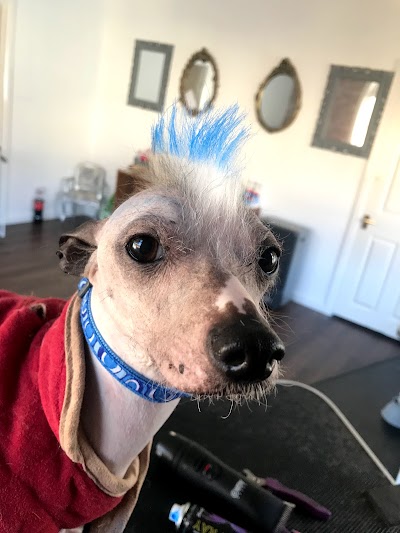 Grooming Van Image