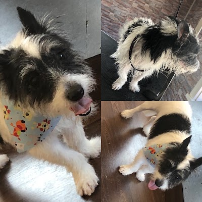 Grooming Van Image