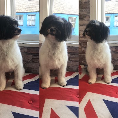 Grooming Van Image