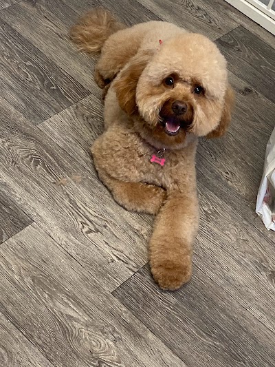 Shaggy Chic Dog Grooming