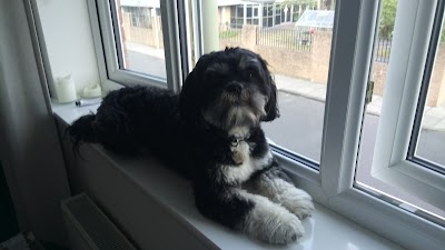 Shaggy Dog Grooming