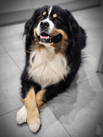 Shampooch Grooming Studio