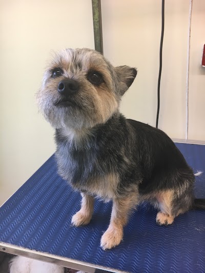 Grooming Van Image