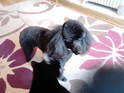 Grooming Van Image