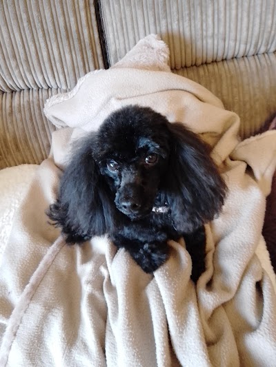 Grooming Van Image