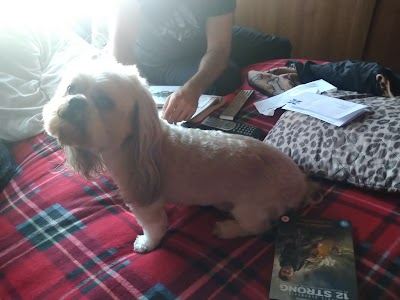 Grooming Van Image