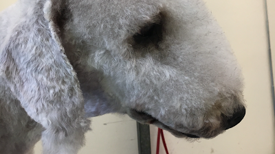 Smart Pets Grooming