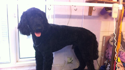 Spot On Dog Grooming