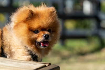 Grooming Van Image