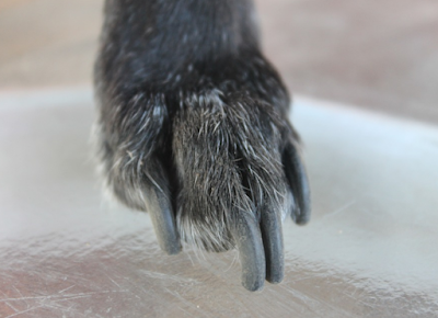 Grooming Van Image