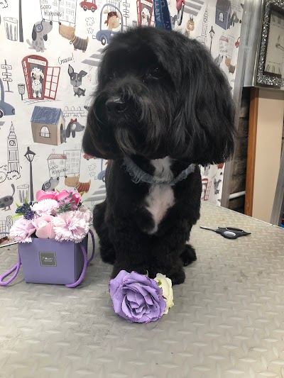 Grooming Van Image
