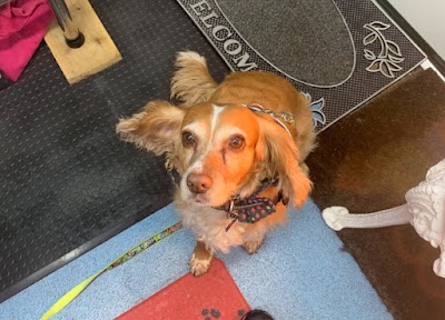 Grooming Van Image