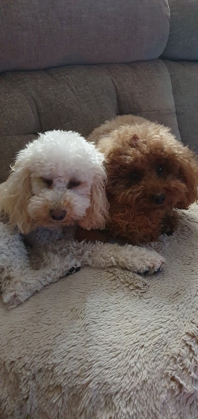 Grooming Van Image