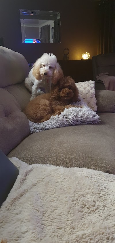 The Dog's Body