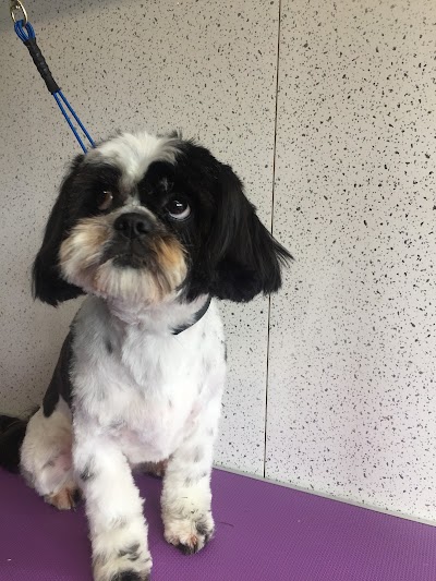 Grooming Van Image