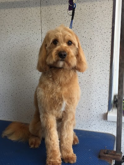 Grooming Van Image