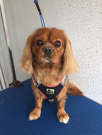 Grooming Van Image